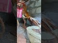 My Breeding Male #kilimookkurooster #parrotnoises #aseelmurga #rooster #birds #parrotbeakchicks#pet