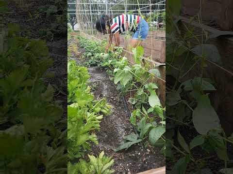 Video: Growing A Bean Trellis House – Hoe om 'n boontjiehuis in die tuin te maak