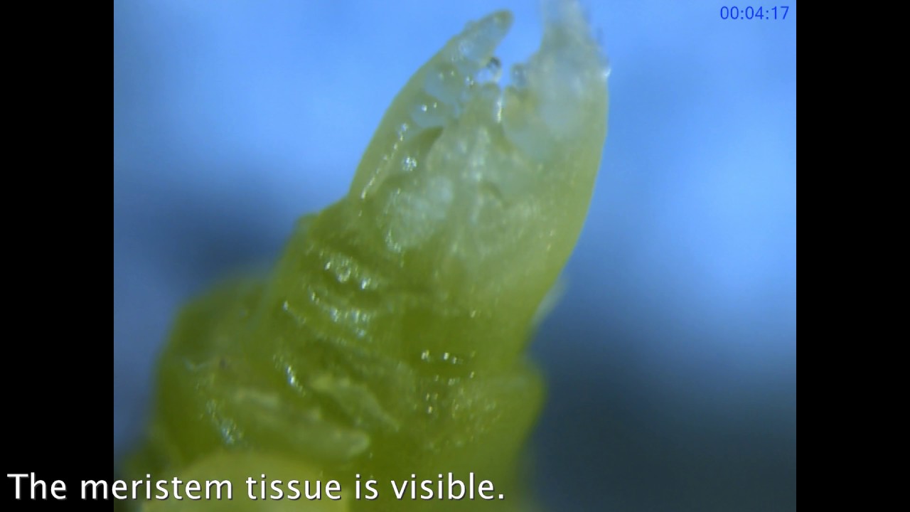 Excising a rose microshoot tip for virus elimination therapy