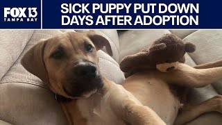 Florida family forced to euthanize dog with lung infection after adoption
