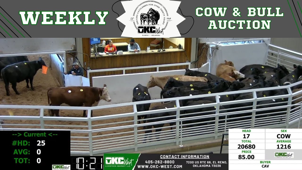 2/13/2023 - OKC West Weekly Cow & Bull Auction - YouTube