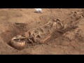 AMAZING archaeological dig