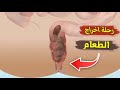 رحلة هضم الطعام سبحان الله 