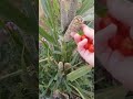 سبحان الله جمال الطبيعة اول مرة اشوف حبوب الذخن او ايلان 
