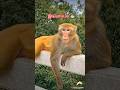 😳 Ending paatha shock aayiduva! |  #monkey #comedy #funny #funnyanimals