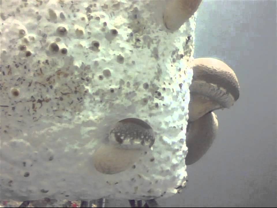 Shiitake Fruchtkörperreifung - Shiitake fruitbody development