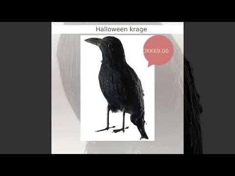 Video: Den sorte krage er en klog skræmmende fugl