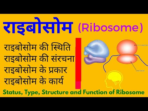राइबोसोम की खोज, स्थिति, संरचना, प्रकार और कार्य | Type, Status, Structure and function of ribosome.