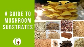 A Guide To Mushroom Substrates | GroCycle