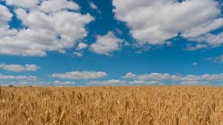 Wheat Field Time Lapse Stock Video
