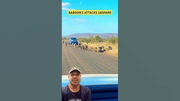 Baboon monkeys attacked the leopard #wildlife #shorts #shortvideo