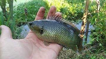 Câu cá rô đồng ao rau muống.