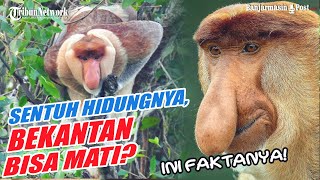 MITOS SEPUTAR BEKANTAN |  Mati Jika Disentuh Hidungnya Hingga Dianggap Sebagai Manusia Pada Awalnya