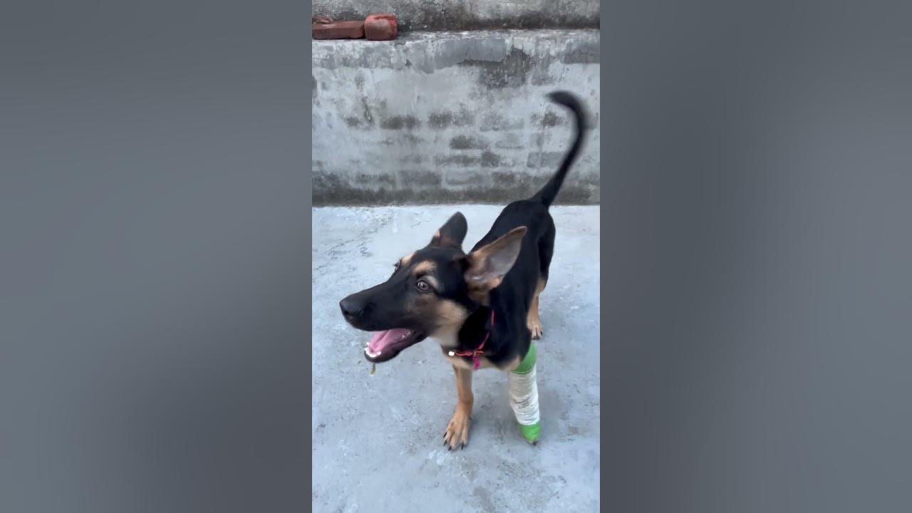 my-cute-german-shepherd-puppy-broke-his-leg-youtube