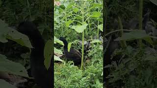 Using Ducks For Pest Control