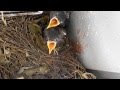 The Family of the Indian Mynas