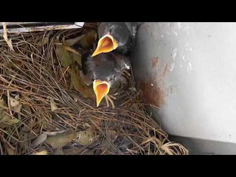 The Family of the Indian Mynas