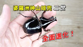 【山林蟲坊】婆羅洲神山姬兜二世Xylotrupes pachycera Second ... 