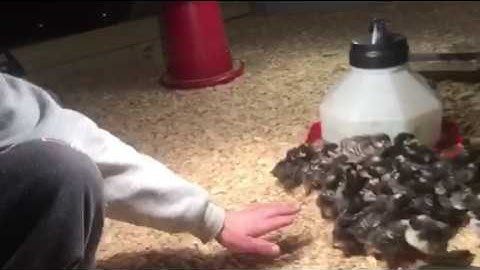 Wood Heated Brooder house