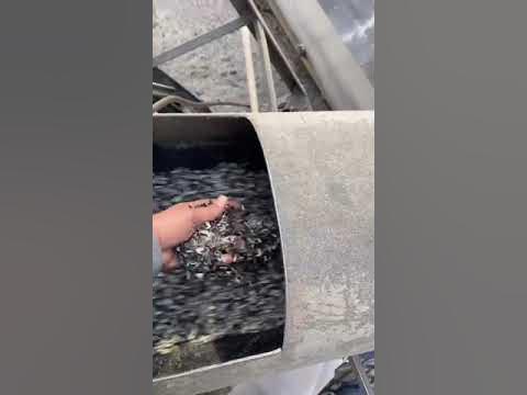 Лузга подсолнечника - YouTube