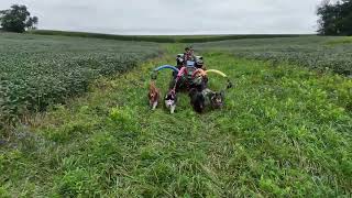 Here’s some truly spectacular footage of us #DogRoading through the thicket Monday!