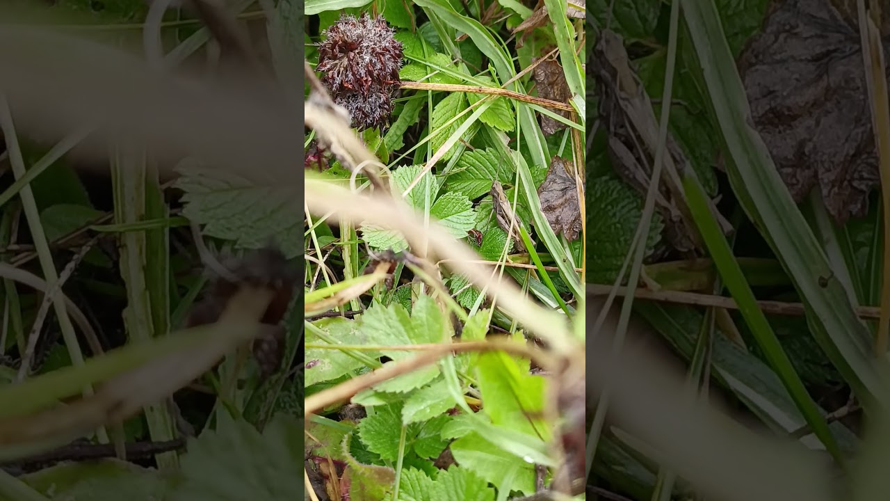 🌸🌿 The Hidden Beauty of Wildflowers | Nature’s Delicate Masterpieces 🌞🌍✨ 3 octombrie 2025