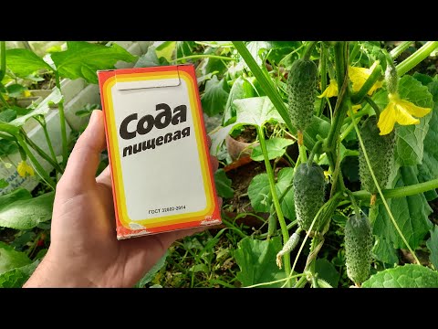 СРОЧНО ДАЙТЕ ОГУРЦАМ СОДУ И БУДЕТЕ СОБИРАТЬ УРОЖАЙ ВЕДРАМИ ДО ОСЕНИ! УХОД ЗА ОГУРЦАМИ