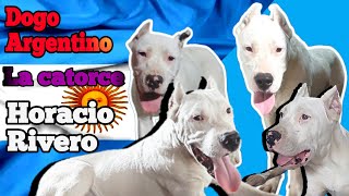 Dogos Argentinos importados de Argentina, Criadero de Horacio Rivero (Totoral y Catorce)