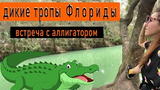 Дикие Парки Во Флориде / Встреча С Аллигатором