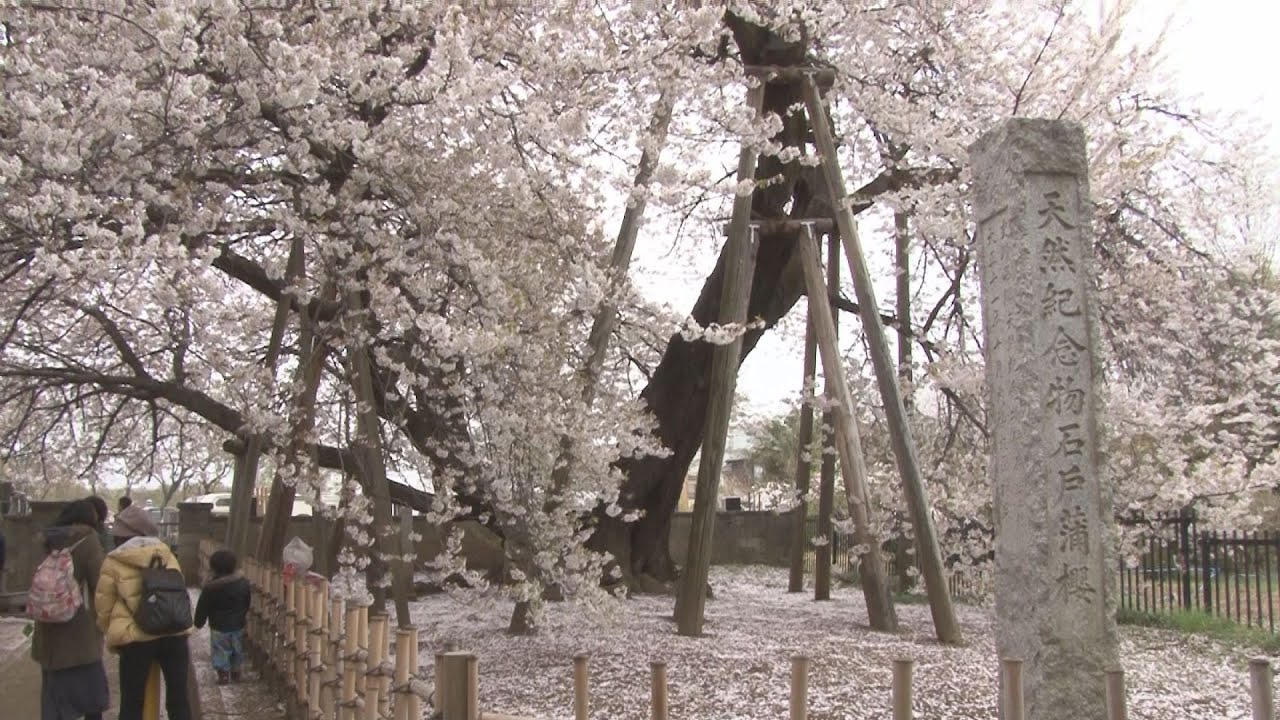 石戸蒲ザクラに多くの人出 日本五大桜、埼玉県北本市 - YouTube