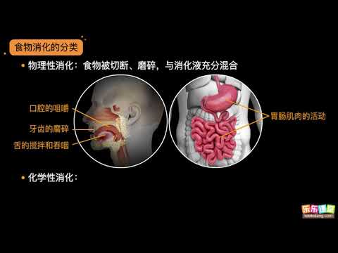 食物的消化  【中學生物】