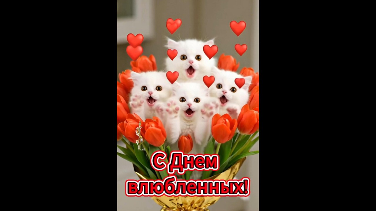 Мать поздравила одинокого сына с Днем Святого Валентина HD Мать поздравила одинокого сына с Днем Святого Валентина HD
