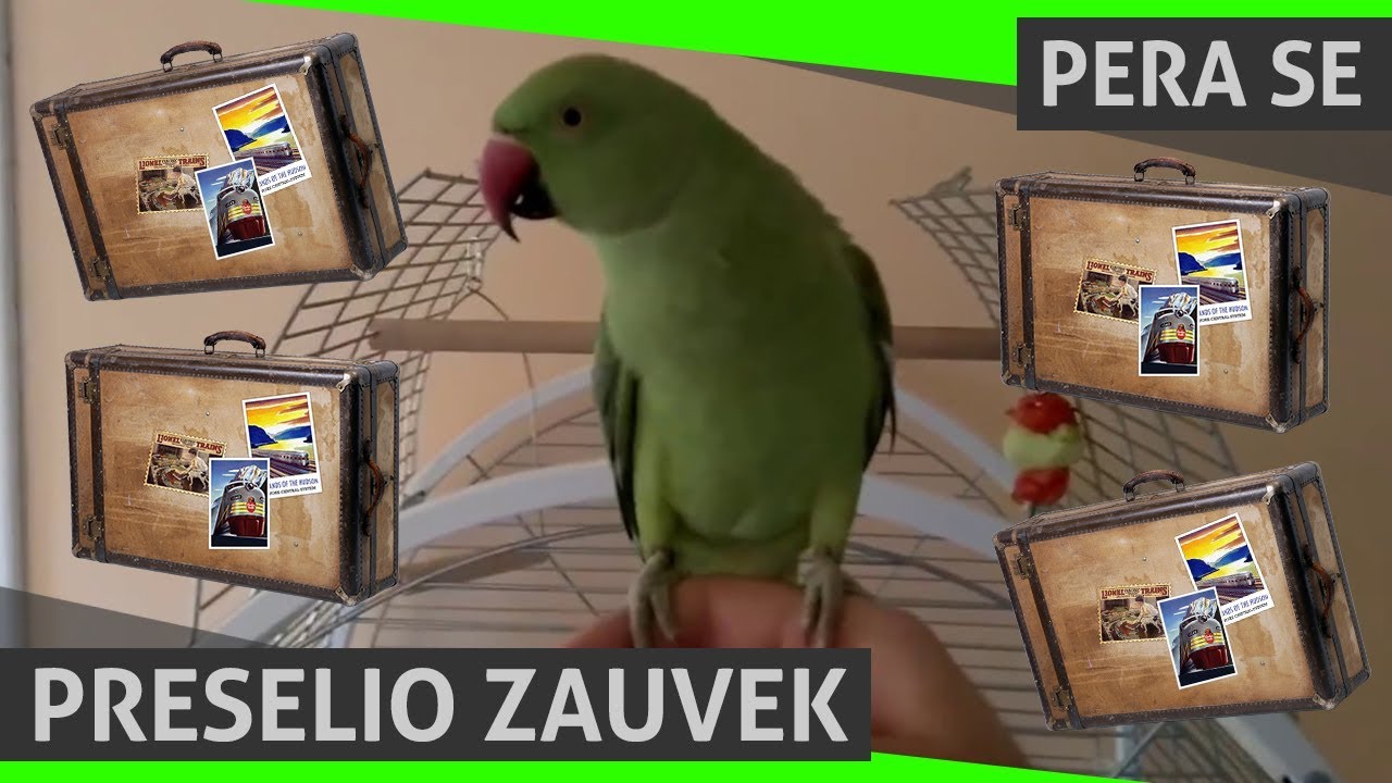 Moj Pera PAPAGAJ se preselio :/ jer je dobio neočekivani poklon za rođendan od mene!