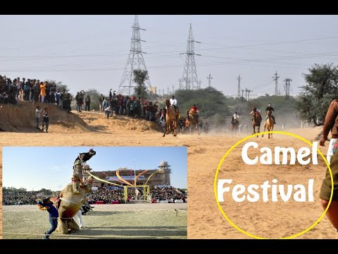 Camel Festival in Bikaner, Rajasthan | Camel Race | ऊंट उत्सव