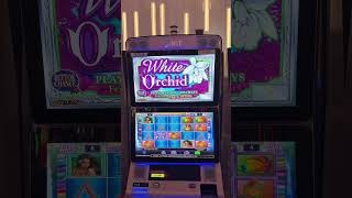White Orchid Bonus #slot#casino #fyp