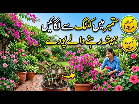 Permanent plants from cuttings updates/September month Gardening/How to propagate plants 