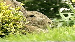 Teletubbies: Rabbits (VHS Capture) (2)