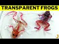 10 Most Horrifying Animals Created By Humans