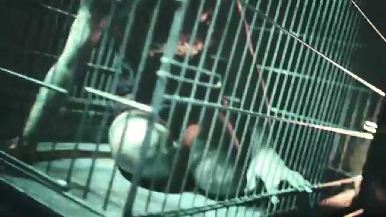 EVIL INVADERS - Pulses Of Pleasure