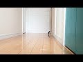 ハムスター ハムム、二足歩行で消えてゆく？　Hamster