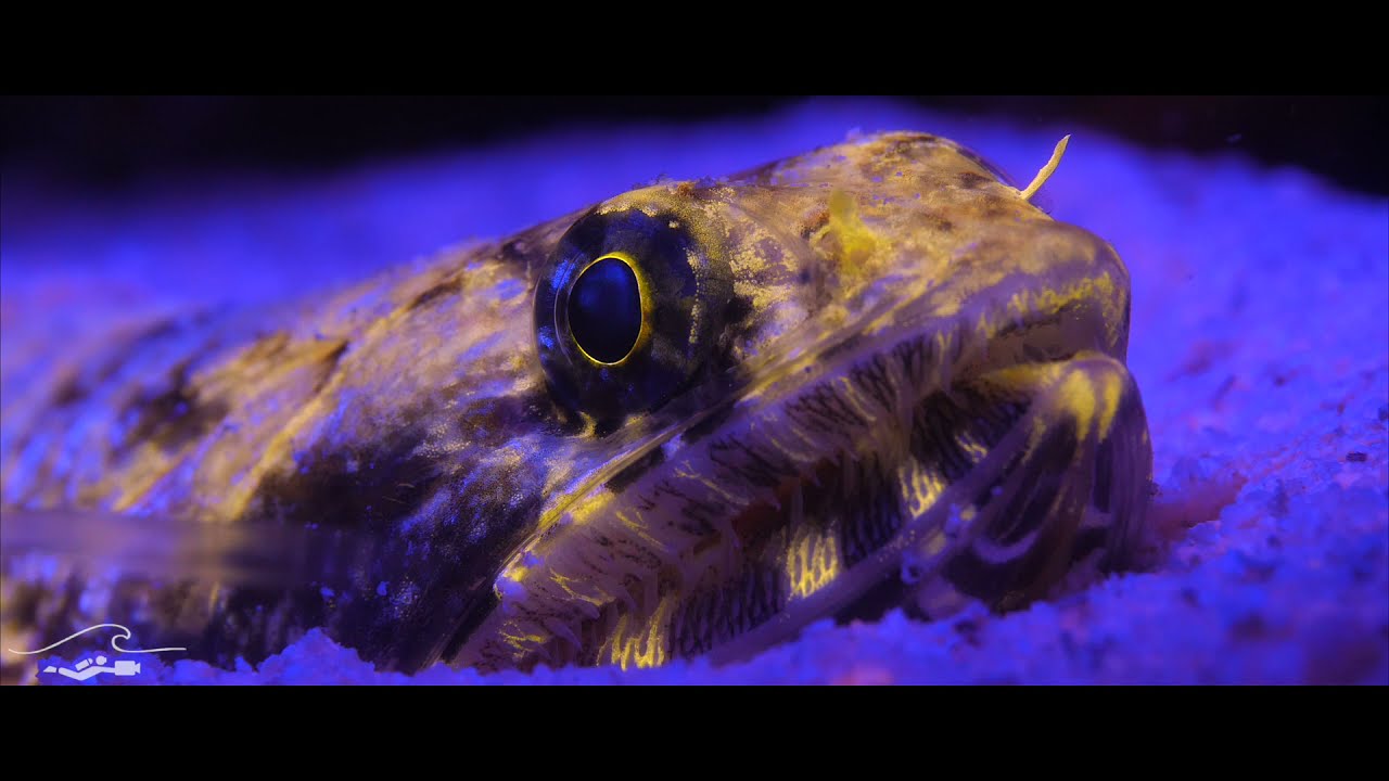 Underwater Fluorescence