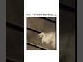 The Most Cinematic Cat Walk You Will Ever See 🎬🔥
