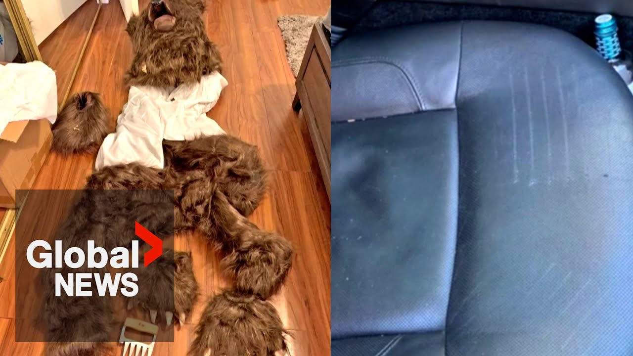 Alleged fraudsters arrested in bear suit, luxury vehicle scheme ...