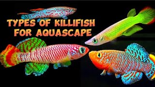 ikan Killifish populer di 2024 [ New Trend fish ]