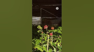 Sâm Lai Châu có tốt không?