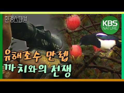 까치가 울면 1년 농사를  망친다! 유해조수 최고봉 까치와의 전쟁 [환경스페셜-유해조수라는 이름] / KBS 20001122 방송