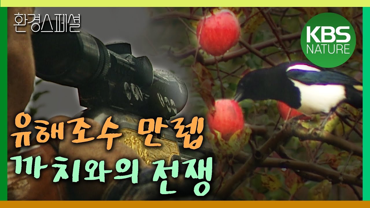 까치가 울면 1년 농사를  망친다! 유해조수 최고봉 까치와의 전쟁 [환경스페셜-유해조수라는 이름] / KBS 20001122 방송