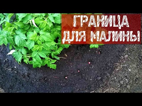 269 Как предотвратить разрастание малины.