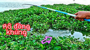 KINH HOÀNG ,CÂU CÁ RÔ ĐỒNG MÙA NƯỚC DỰT, DÍNH TOÀN CÁ RÔ KHỦNG MẬP Ú- FISHING