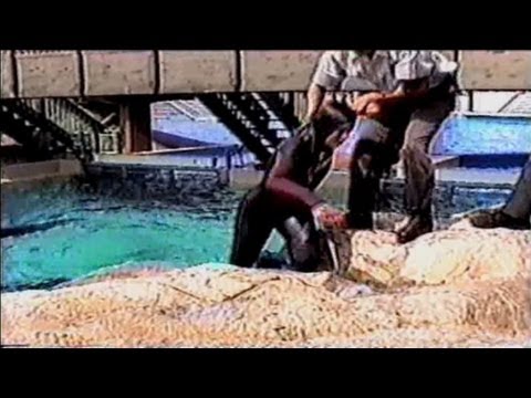 cnn films blackfish the